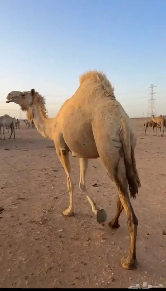 هجن 0