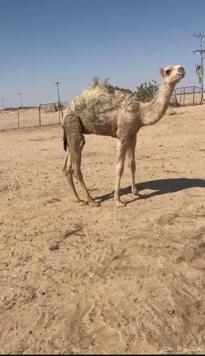 قعود 0