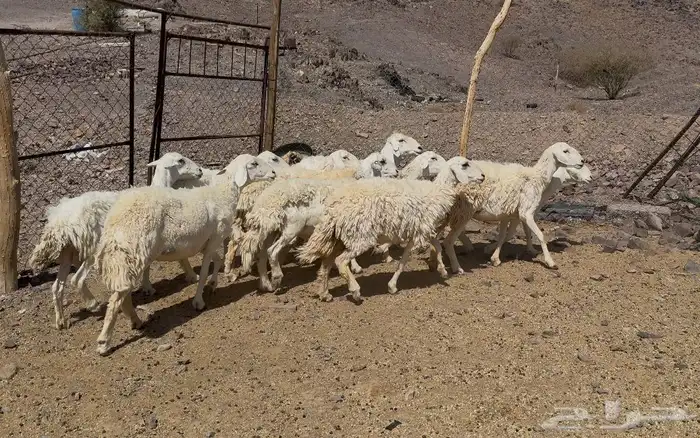 رخال حريات حرش 1