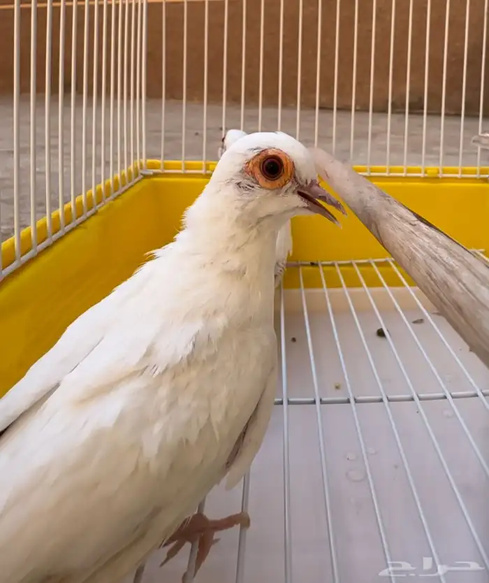 يمام سنو وايت 0