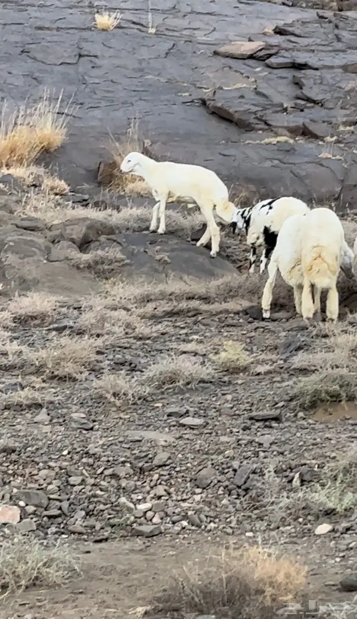 خرفان كفوا للبيع 5