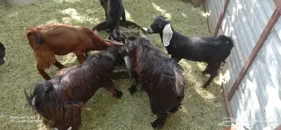 تيوس 0