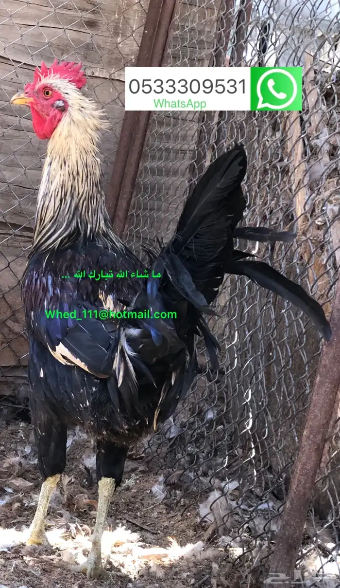 23 ديك بلدي عنيزة 10 شهور 14