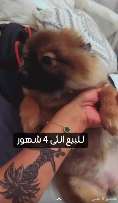 كلاب حجم صغير index