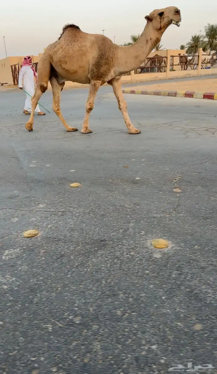 بعير اشقح 0
