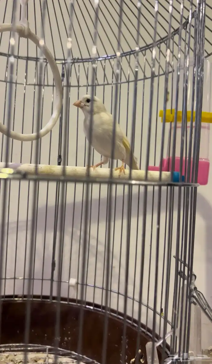 للبيع انثى كناري مع ولده وذكر كناري سوري 3