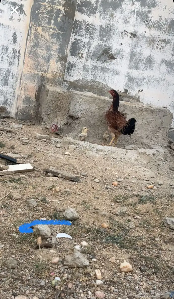 دجاجه نادره من النوادر تحتها ثلاثه 0