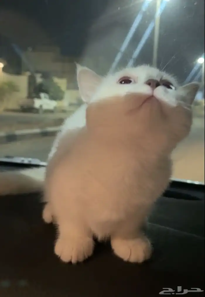 منشكن القط القزم 0