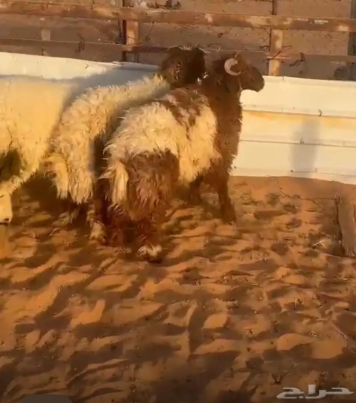 للبيع طليان نعيم ناهيه 1