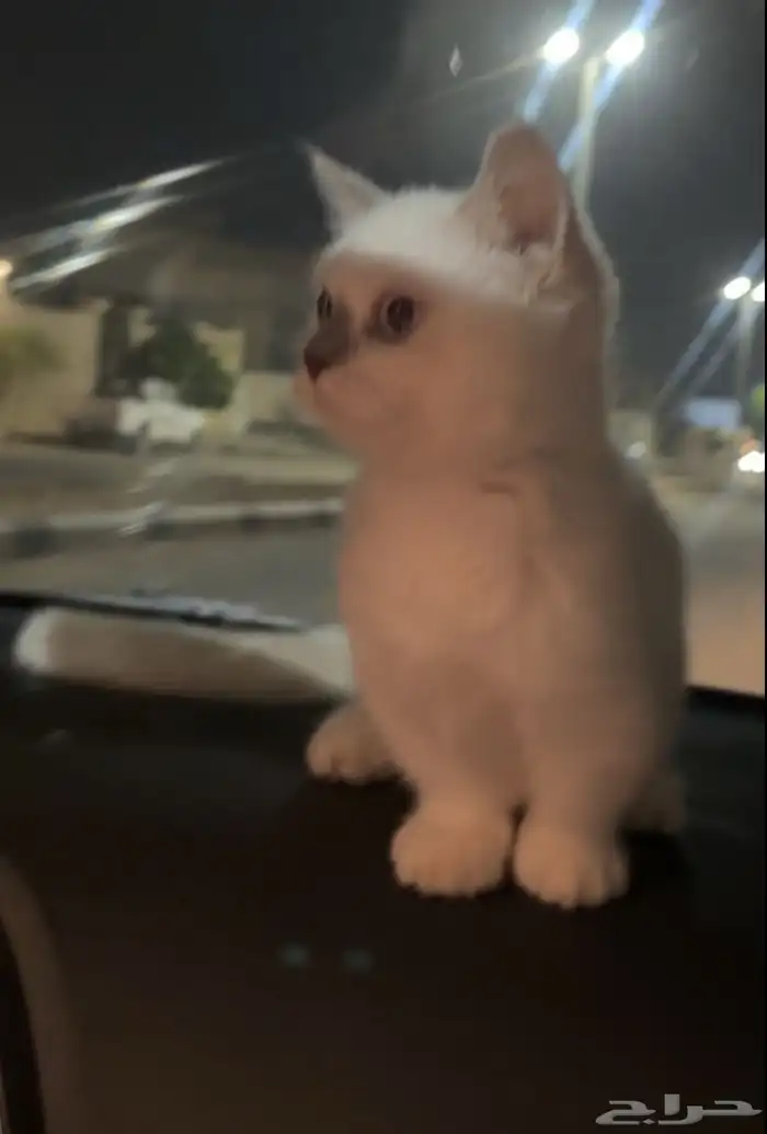 منشكن القط القزم 1