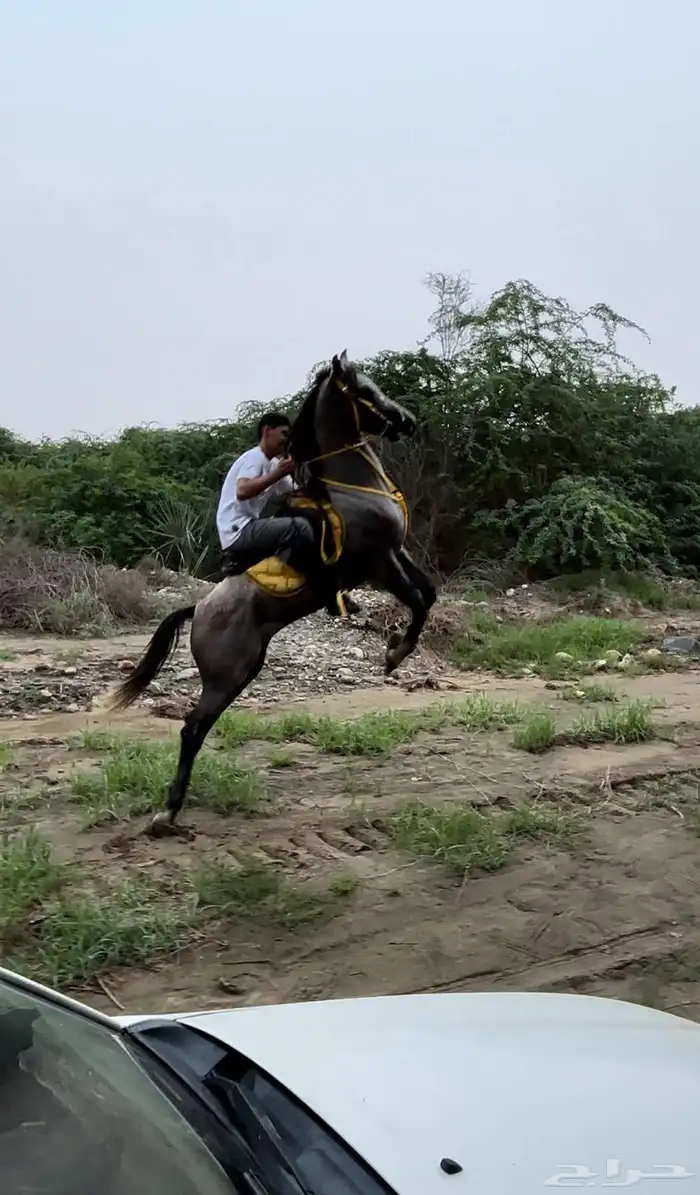 حصان شعبي فاخر 5