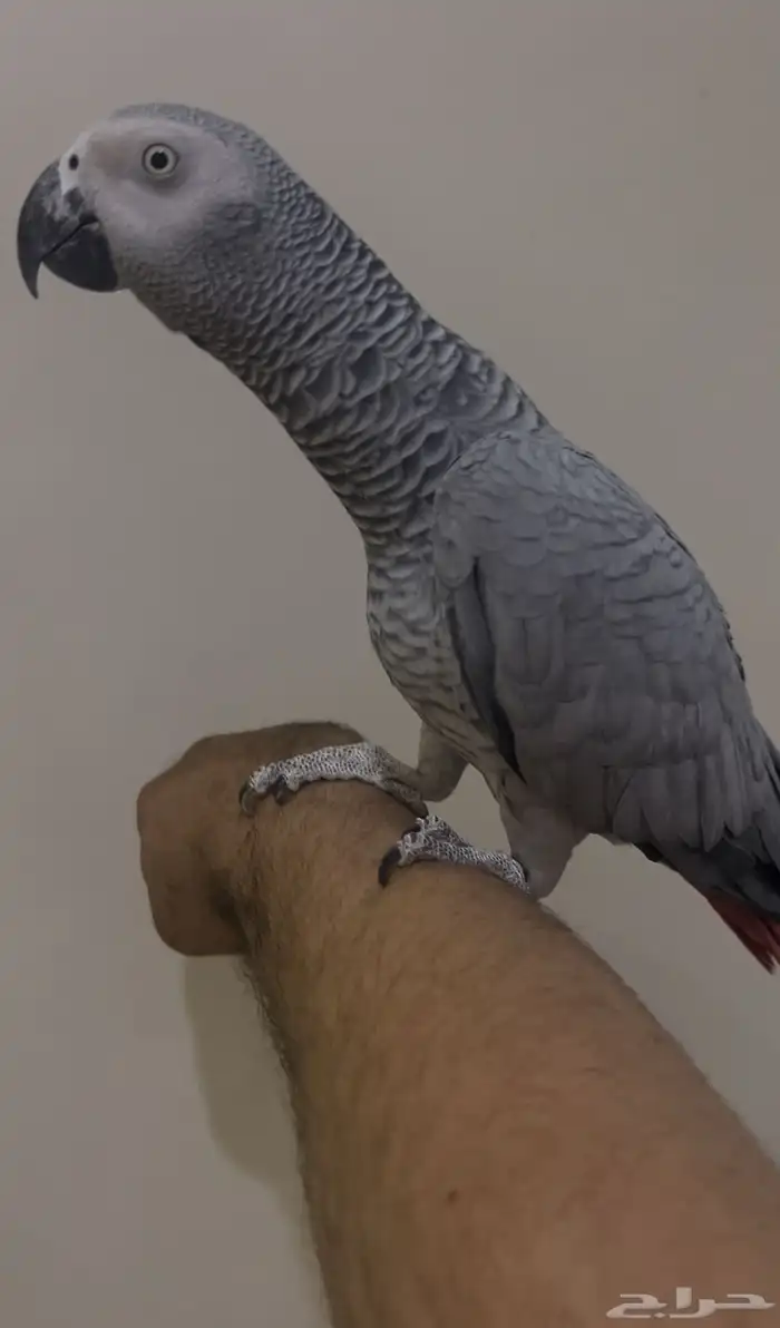 للبيع انثى كاسكو جاااهزه 1