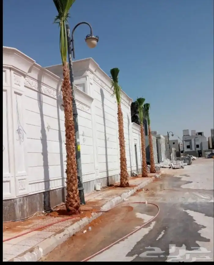 مقاول اشجار زيتون ونخل وشنطني وعربي بجميع انواعها 4