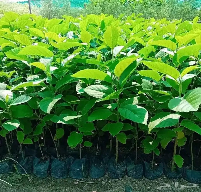 اشجار ونخل توريد وتركيب 7