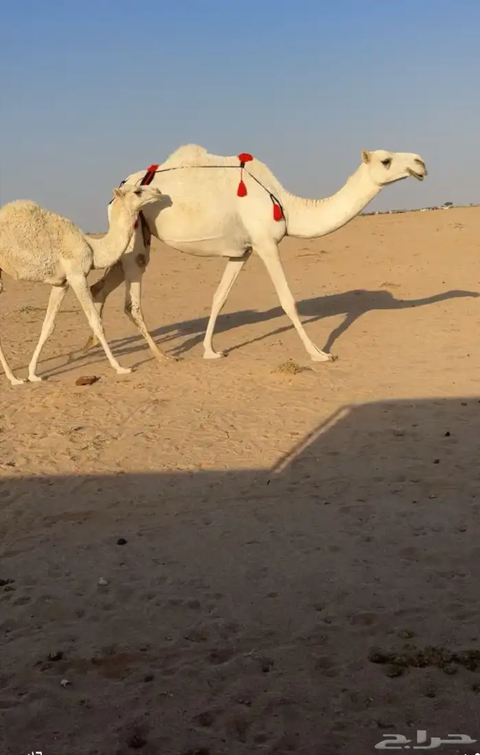 وضحا بكر عشراء 0
