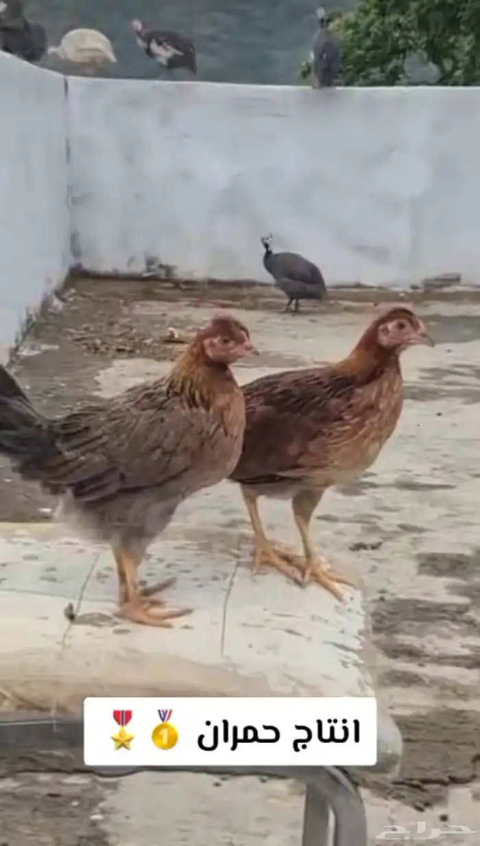 دجاج عربي 10