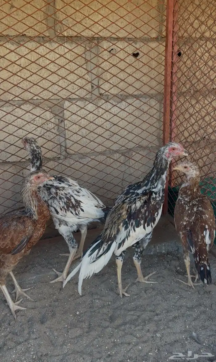 دجاج بكستاني 0