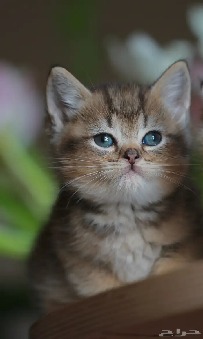 كتن سكوتش قولد و قولد تايجر فولد و ستريت 1