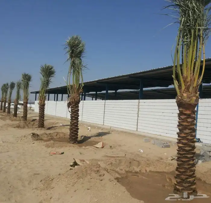 اسلام عليكم ورحمت الله وبركته نقوم وبتوريد جميع أنواع انخيل 0