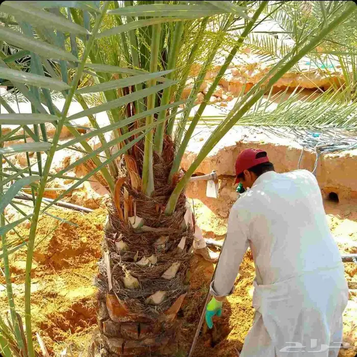 نخل للبيع نخيل نقايل جثايث مثمر خلاص صقعي سكري شيشي برحي سلج 2