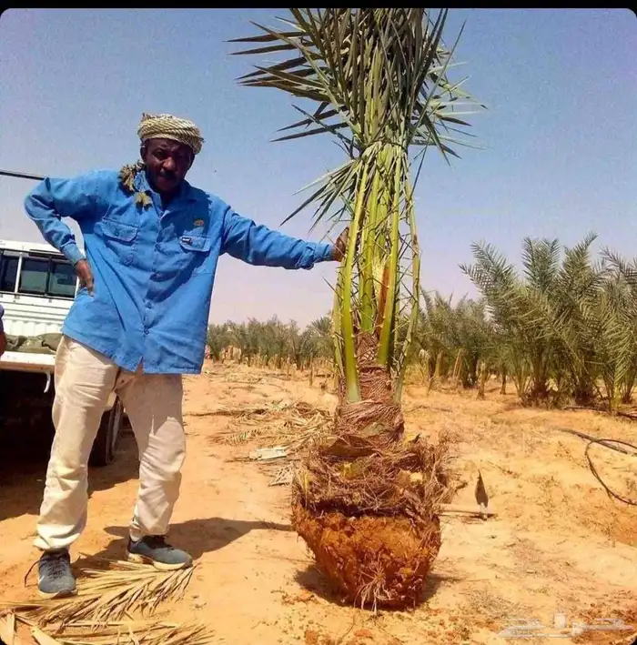 نخل للبيع نخيل نقايل جثايث مثمر خلاص صقعي سكري شيشي برحي سلج 3