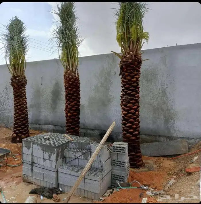 نخل للبيع نخيل نقايل جثايث مثمر خلاص صقعي سكري شيشي برحي سلج 4