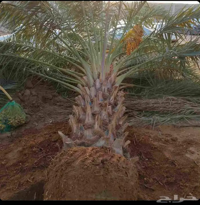 نخل للبيع نخيل نقايل جثايث مثمر خلاص صقعي سكري شيشي برحي سلج 1