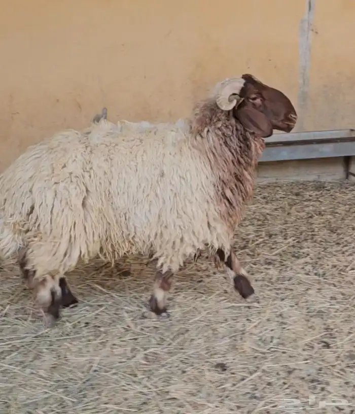 للبيع خروف نعيم بلدي جذع 4