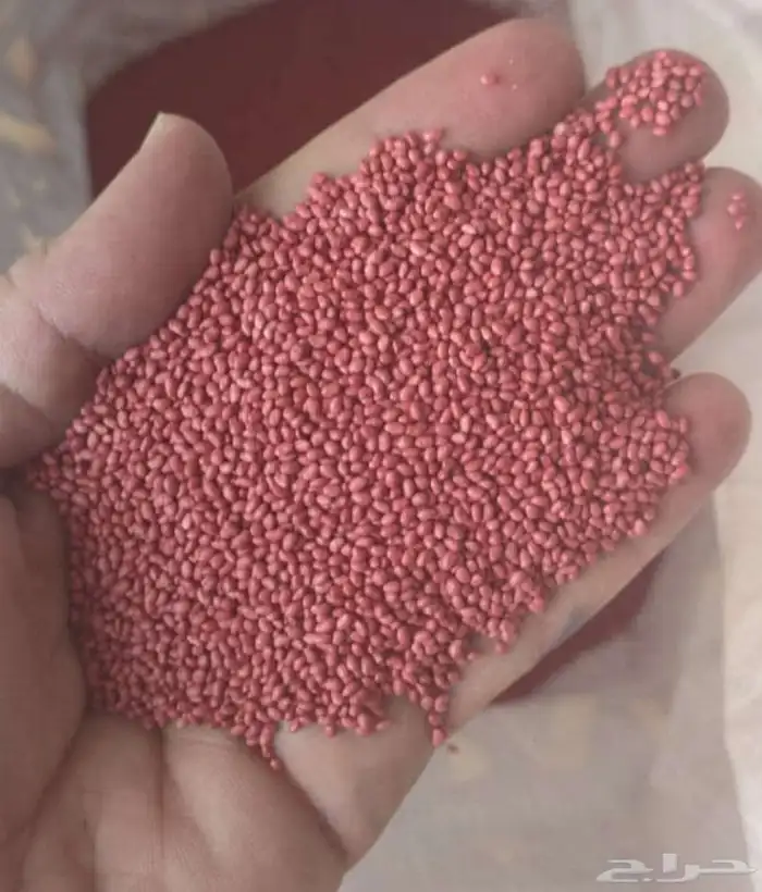 بذور برسيم امريكي 0