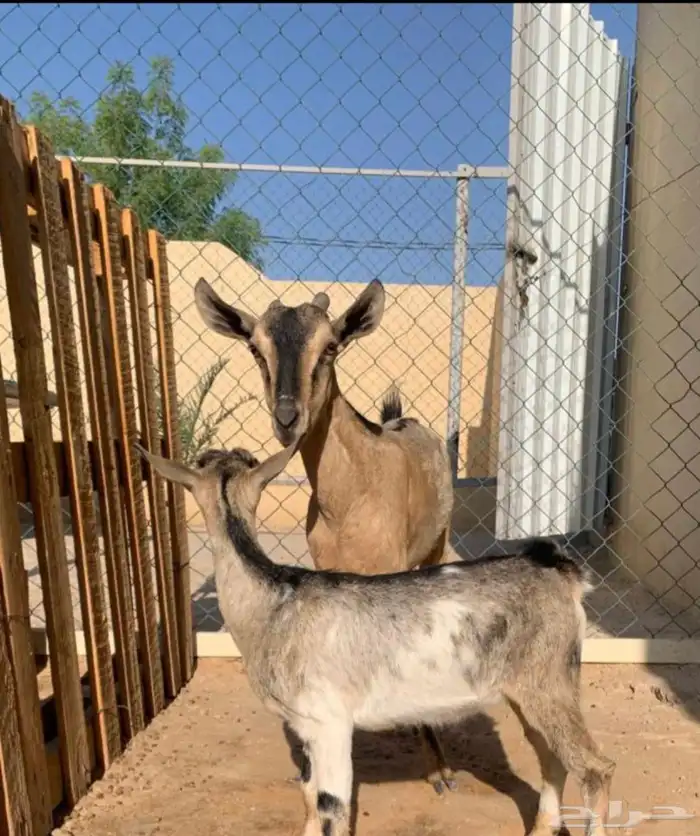 عنز جنوبية 0