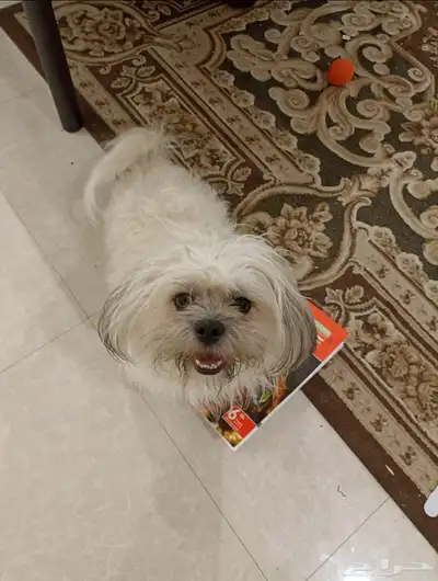 كلب ضايع مكافاءة لمن يجده index