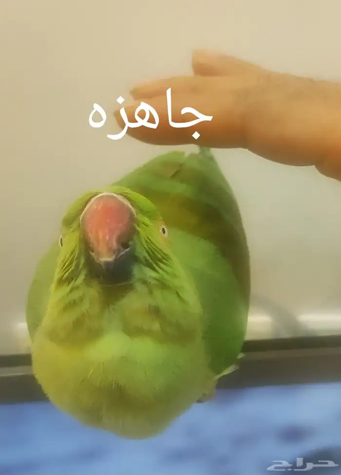 أنثى الدره 2