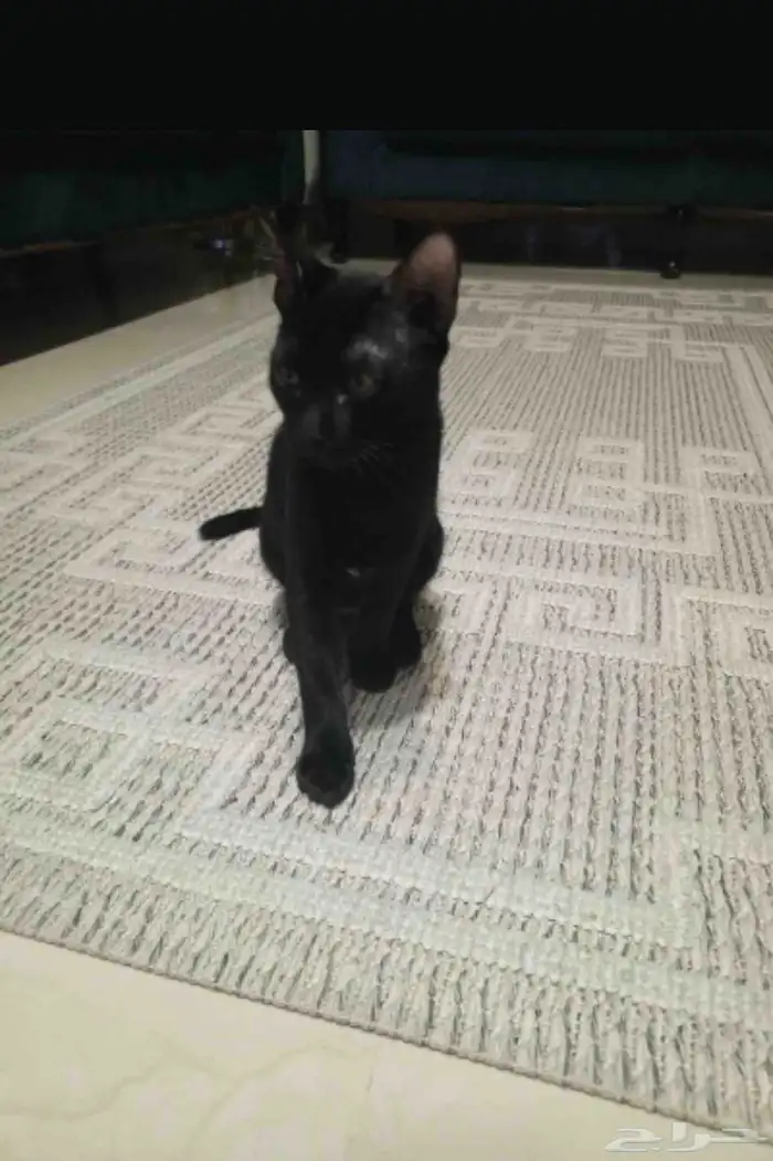 قط اسود بلدي صغير للتبني 1