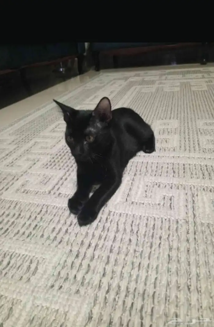 قط اسود بلدي صغير للتبني 0