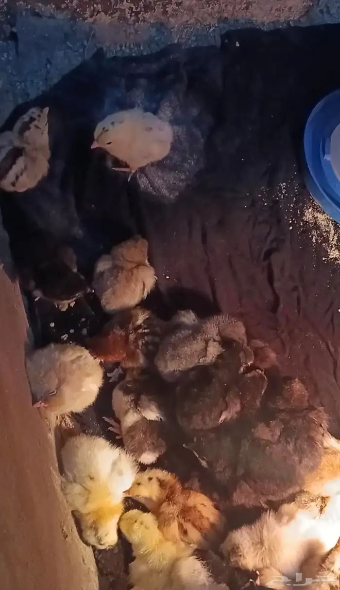 دجاج عادي للبيع 5 0