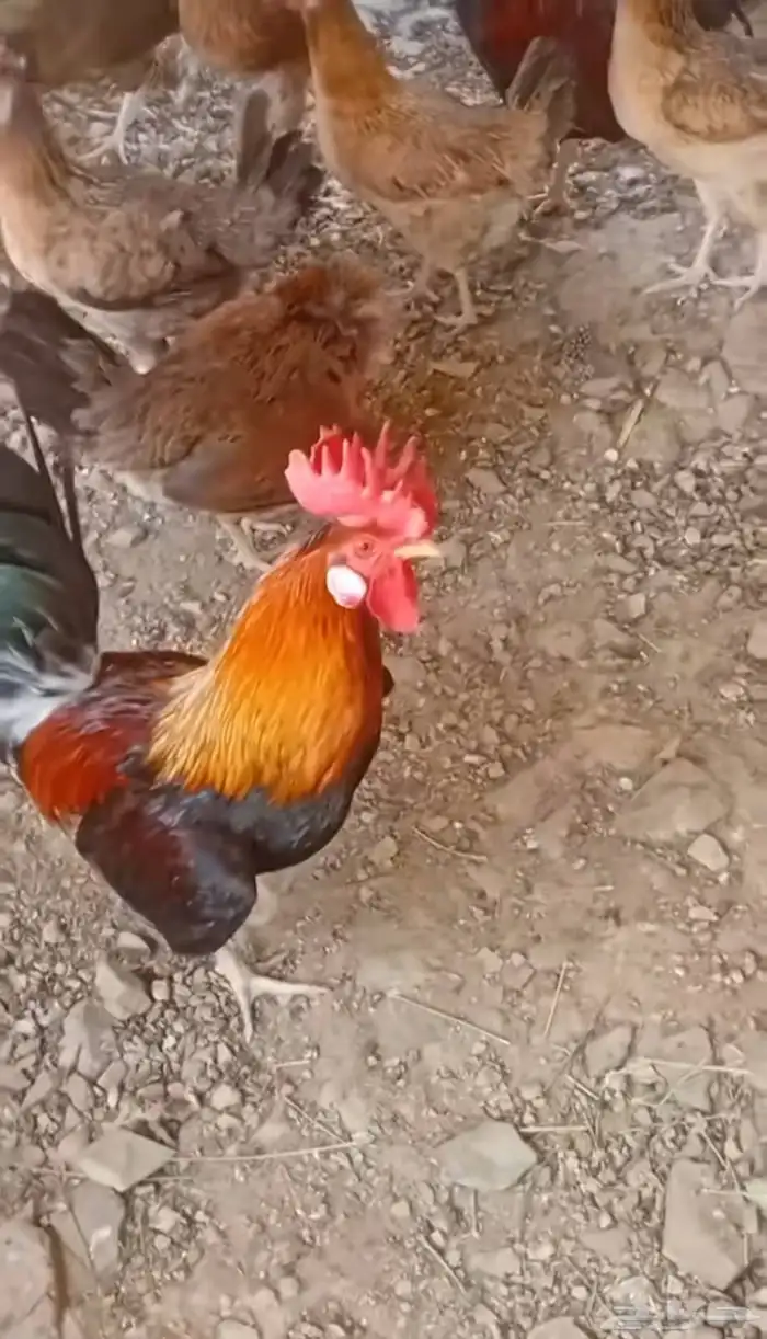 دجاج عربي 9