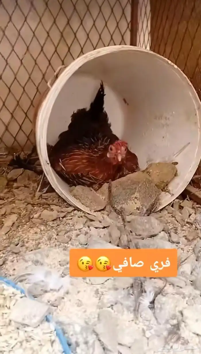 دجاج عربي 12