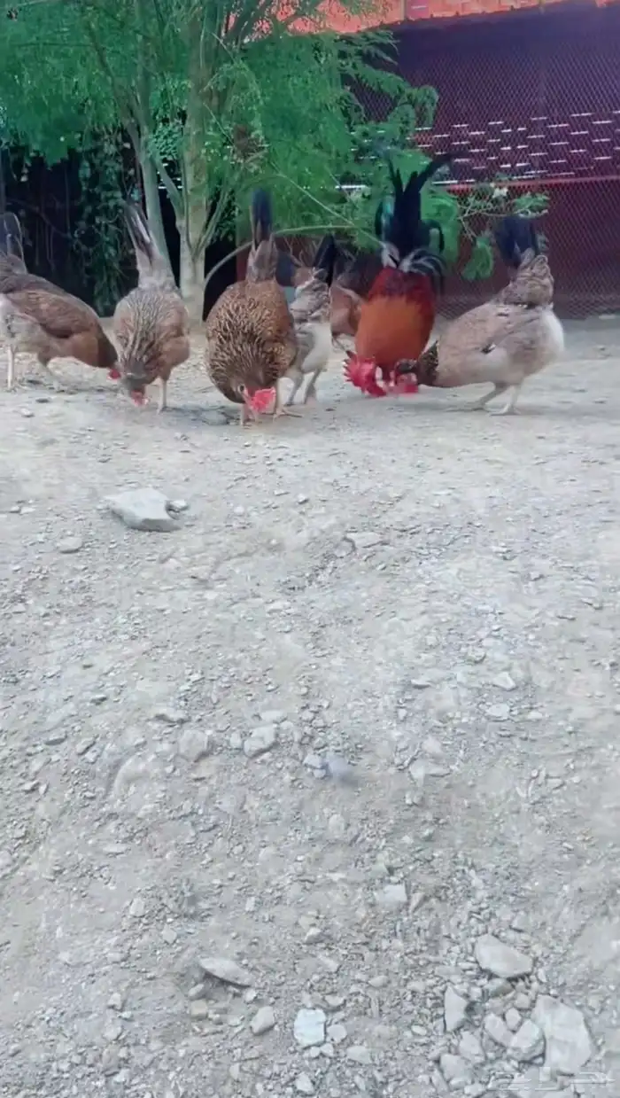 دجاج عربي 11