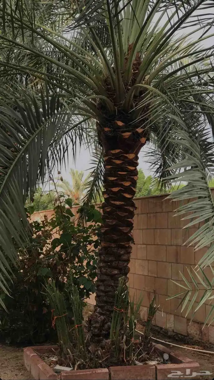 تكريب وتنظيف النخل 1