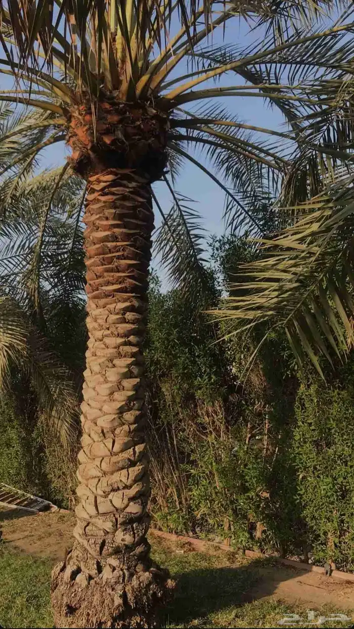 تكريب وتنظيف النخل 0