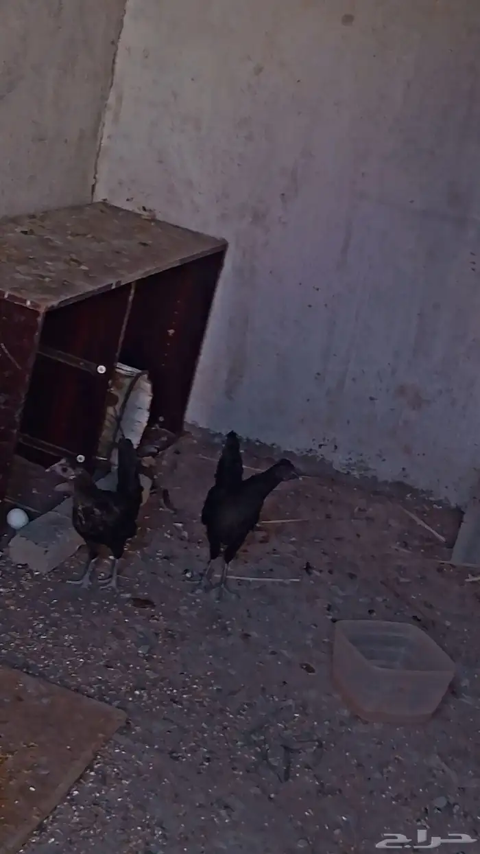 ديك اسود العمر 5 شهور ودجاجتين سود وحده قباعيه السعر على الس 2