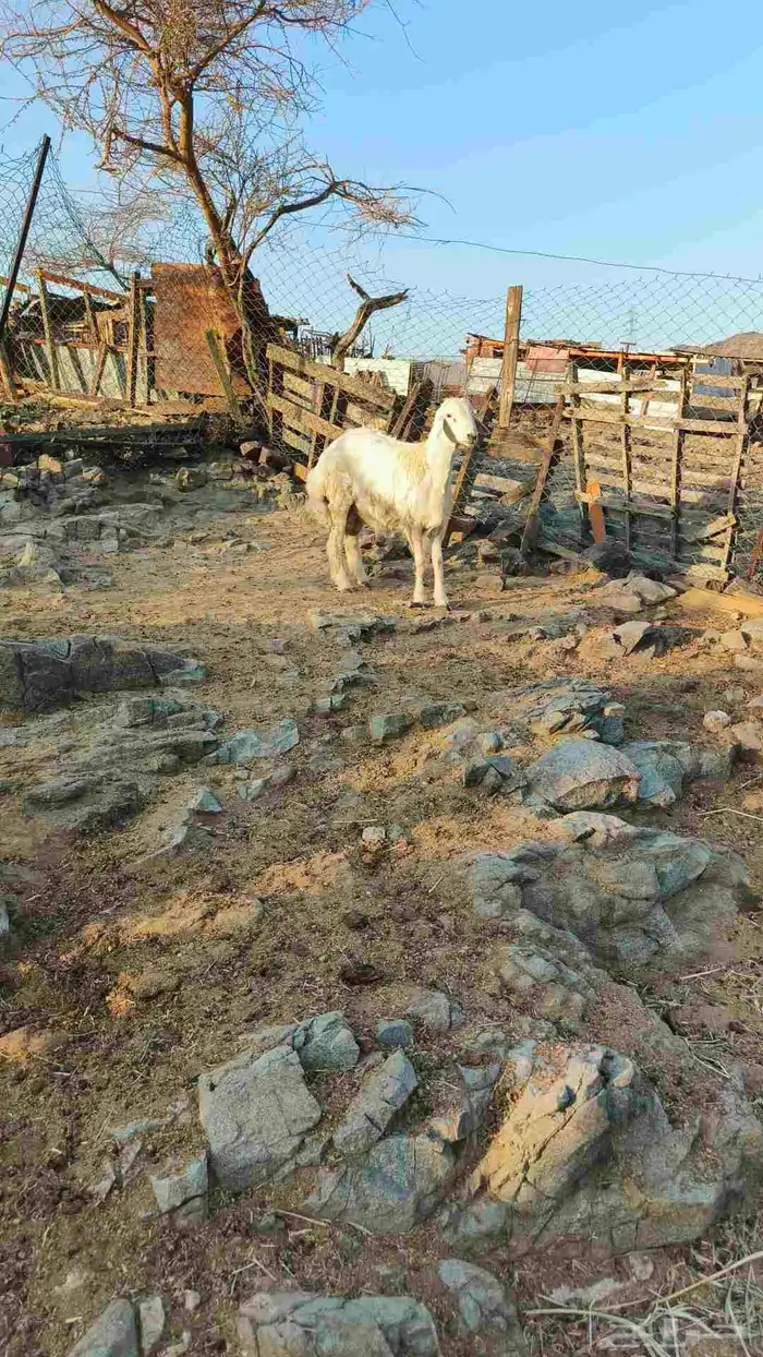 طليان للبيع 5