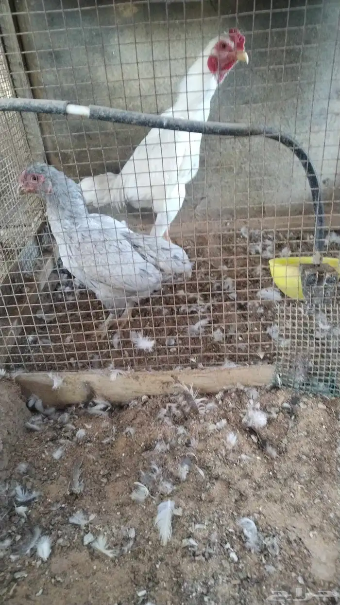 دجاج قزم كوشوما 0