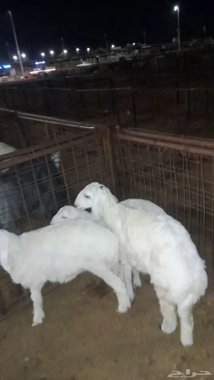 رخلين وطلي لبيع طيبه اعمارها 4 شهور او 5 0