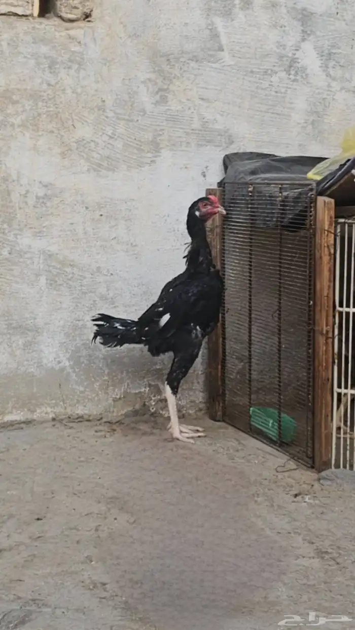 ديك باكستاني هجين 0
