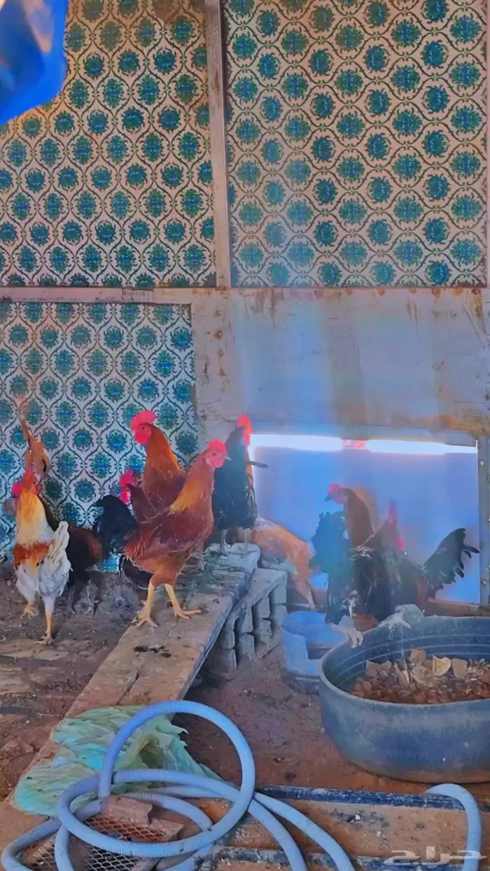 دجاج للبيع كلها ديك الموقع الواصليه 1