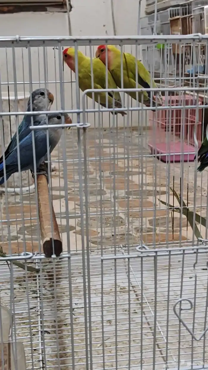 للبيع مجموعة طيور روز 0