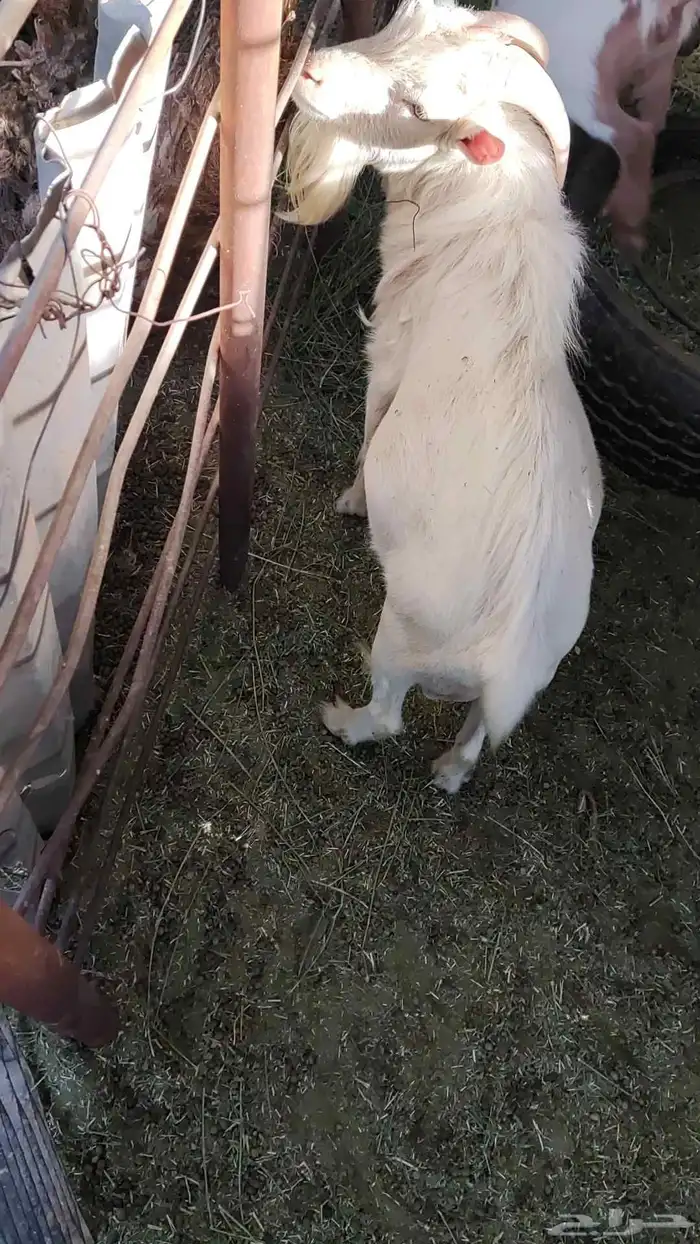 ماعز قزم 0