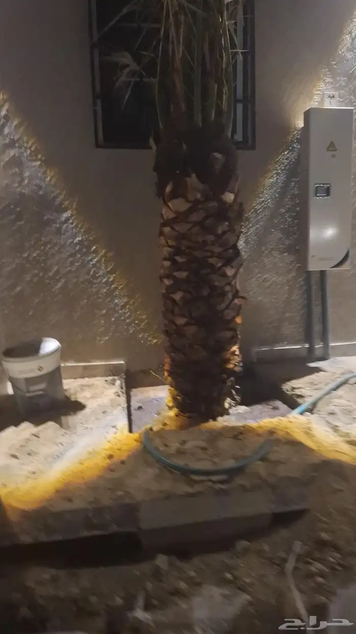 نخل طيب عربي و امريكي 1