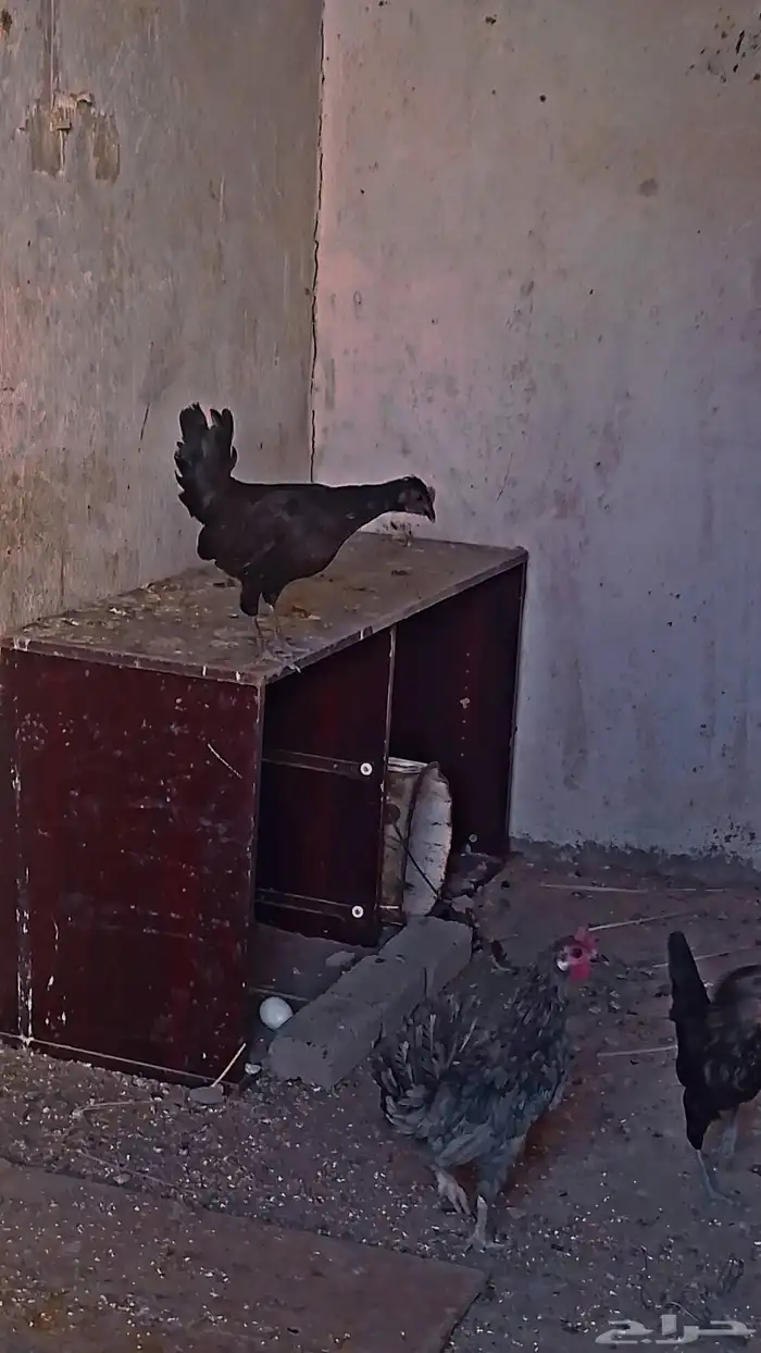 ديك اسود العمر 5 شهور ودجاجتين سود وحده قباعيه السعر على الس 0